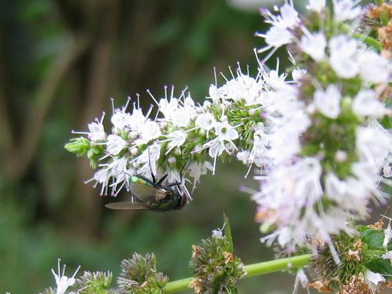 mouche sur la menthe